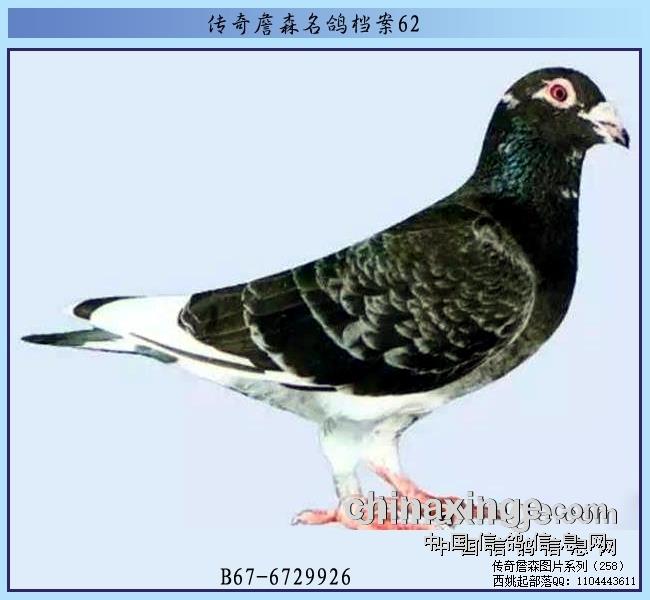 幕利门黄金配对户长 也是近亲作育