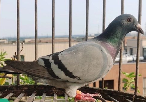 ����ϲ���������� ʮ��ĥһ���յùڣ�