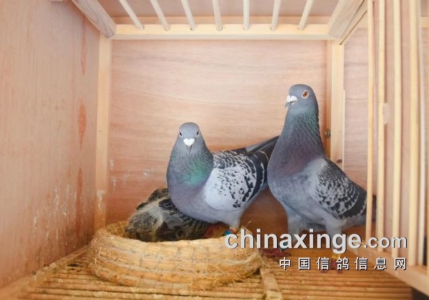 �����м������޼� ��뵽�׸ò����ͣ�