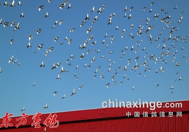 江苏爱翔封棚后首次家飞存棚11248羽