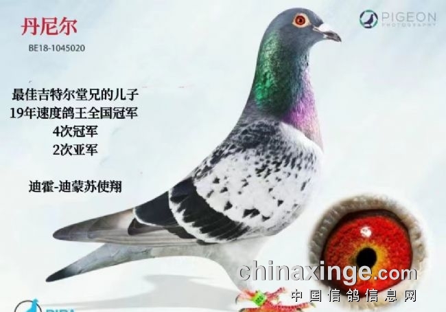 第二个詹森：迪霍-迪蒙苏(二)