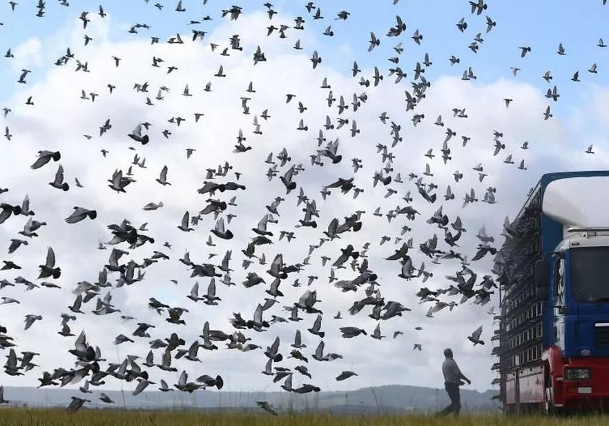 ��Զ�̹鳲��Υ���͹۹��ɣ�