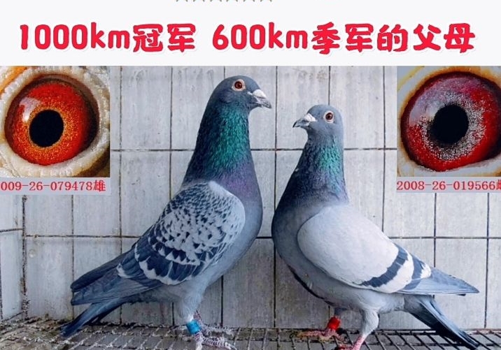 �����񣺺����������䳬���ֹ���Ů