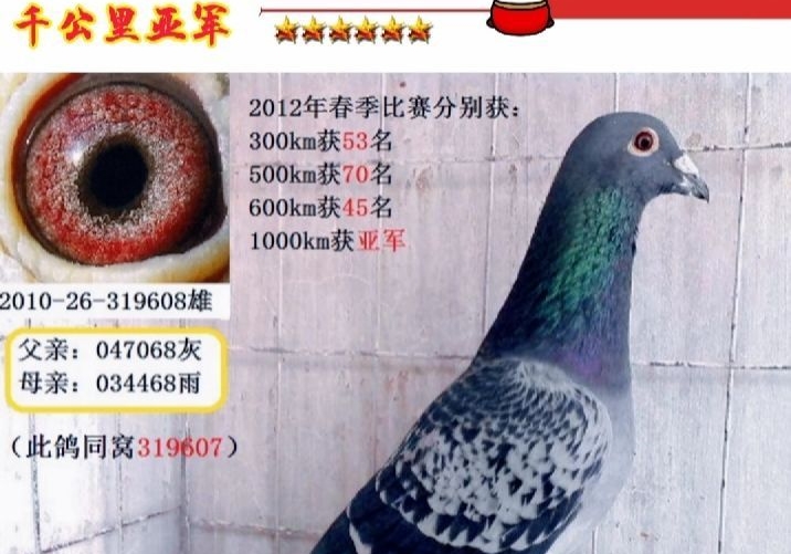 �����񣺻�Ѫ������β�� �����Ǿ�