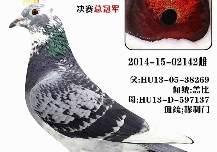 ���⣡������צ��ü��ͷ �����ǹھ���