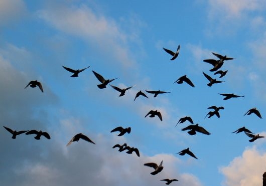 ������ʣ��ճ��ҷɰٹ���