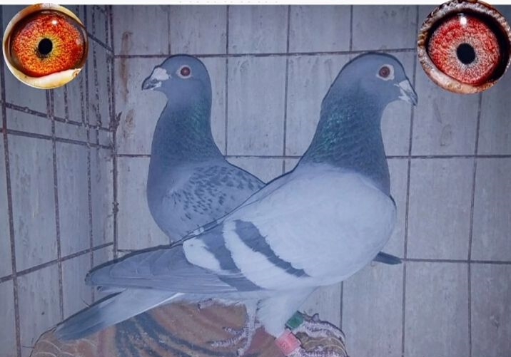 ��צ�ۺ����ĵڶ���Դ�