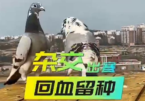 ��÷�������ؾ����ӽ����� ��Ѫ����