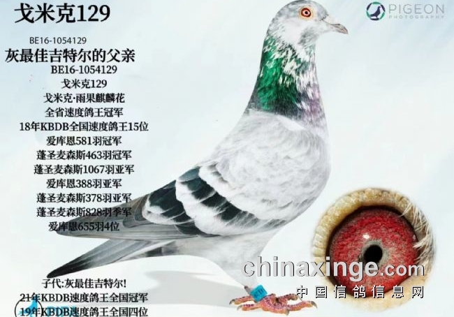 第二个詹森：迪霍-迪蒙苏（三）善用异色鸽