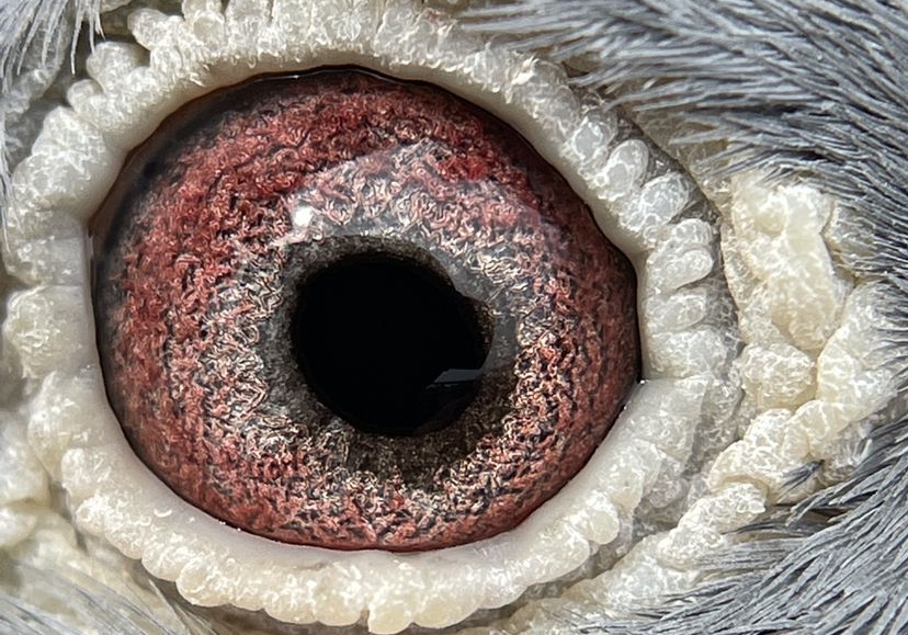 �ִƸ������