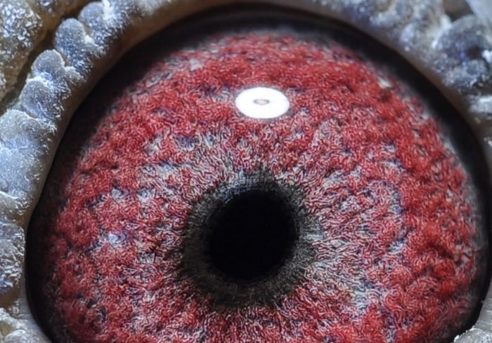 ���������ָ��