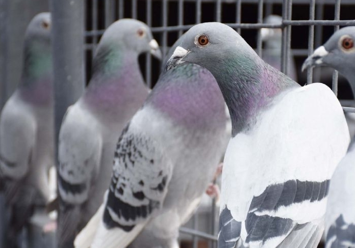 ��Ⱥ�����ƻ�