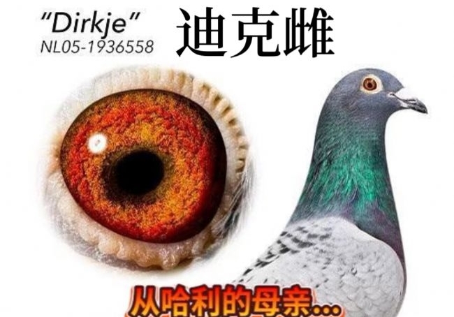 迪克雌的作出方法！