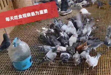 ��ʳ�۲���Ϊ��Ҫ