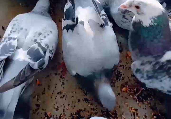 ���ܷɱ�����