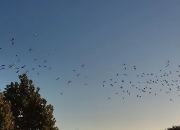 ��������ѵ���ƻ����� �µ״����ر��ʸ���