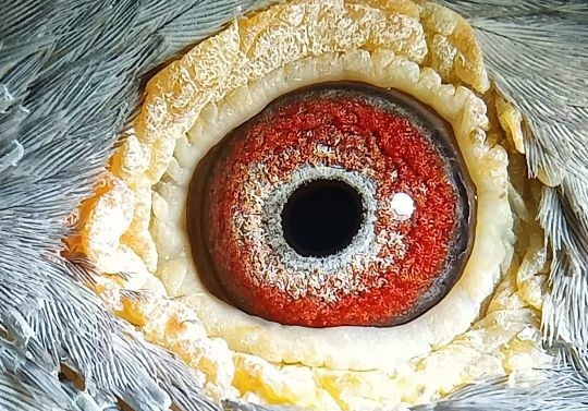 ǳɫ����ɰ�������׷ɶ���