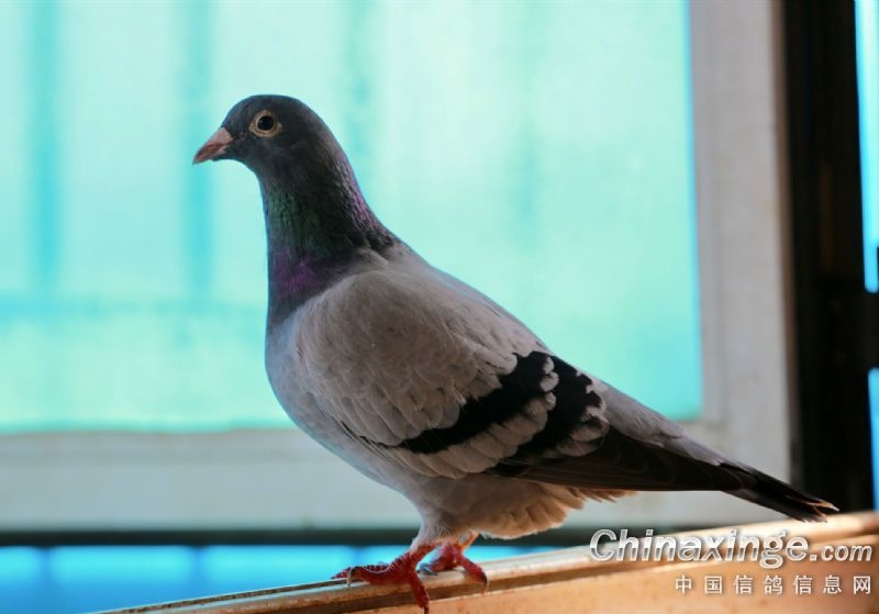 ������¼���ҵ����뵲���������