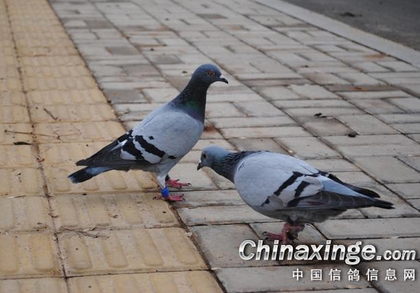 ����Ѫͳ�����ý���