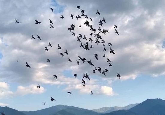 �����Ļصĸ��ӿ���