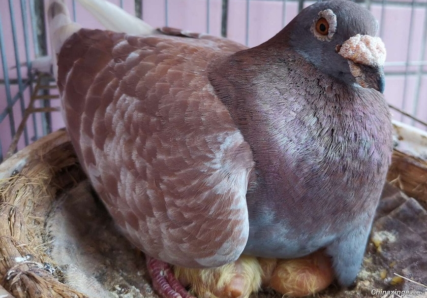 �����ڹ���