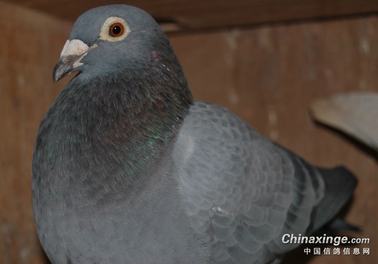 ʯ����˳���ʷ��̨��