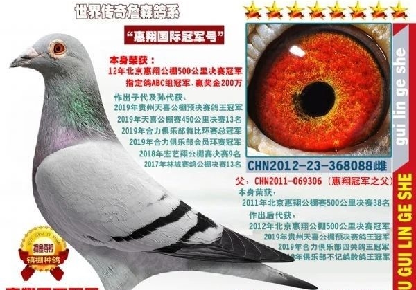 ţ�ˣ���������17��ھ���¼