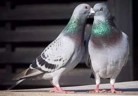 �ȶ����ָ������