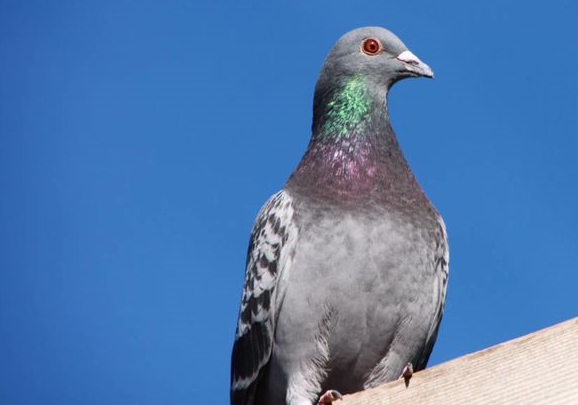 �������Ӵ���ݹ���