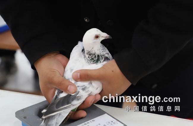 ��̤�������� ��ʤ��������ս�人