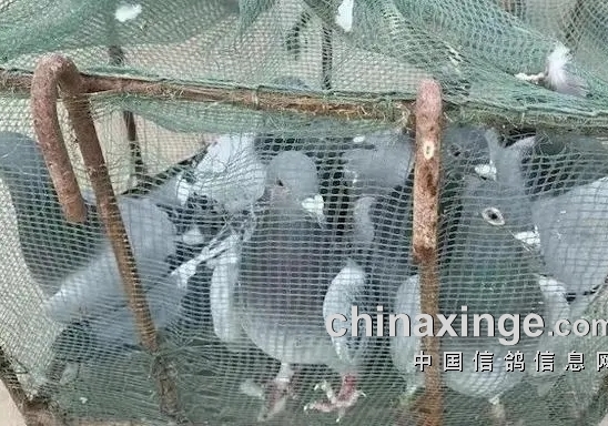 ͵����ԼҸ������ �����ӱ��̾�