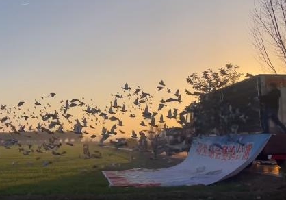 �鳲����ȡ������ ������ֹʣ�ཱ��ƽ��