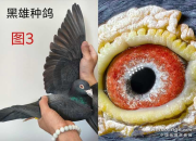 ѡ�ִ���ս��9���ָ������