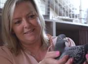 女鸽友中的赛鸽强豪 专访比利时安妮克.胡特森