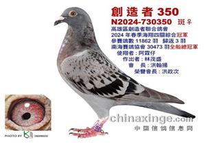 七万羽仅剩下三羽！台湾南海春赛三羽超级鸽王鉴赏