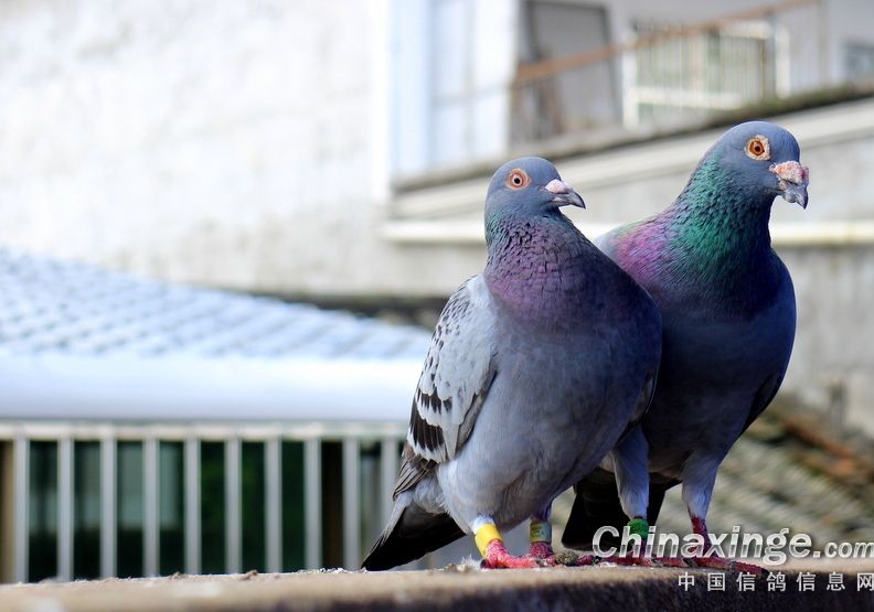 �����Ա��Ŵ��Ĺ��ɣ�