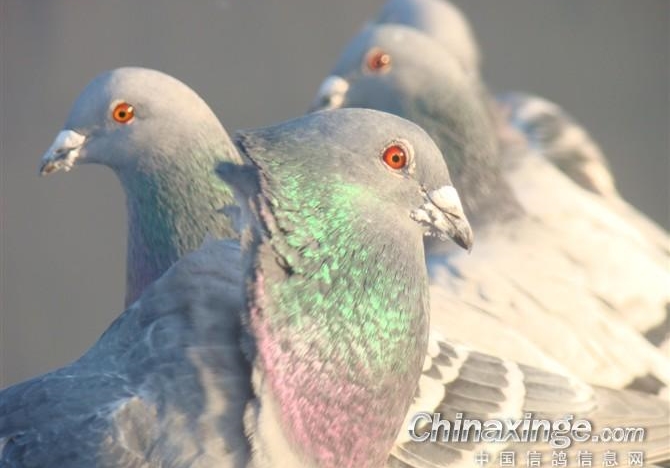 ���������ָ룺��������զ����