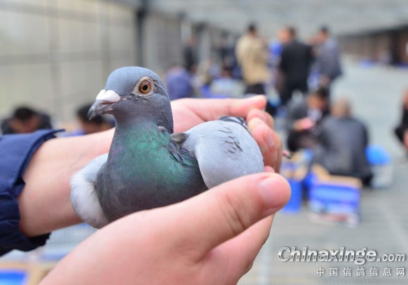 �ź��ġ��ھ��� ����¼�����ɼ���ȡ��