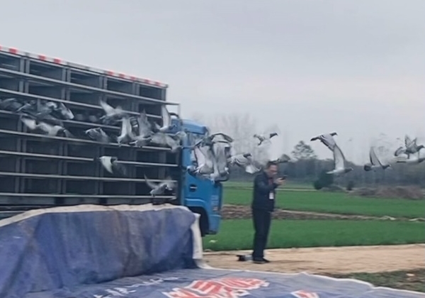 ��������Ĺظ������� ���뾫��Իͼ�֤