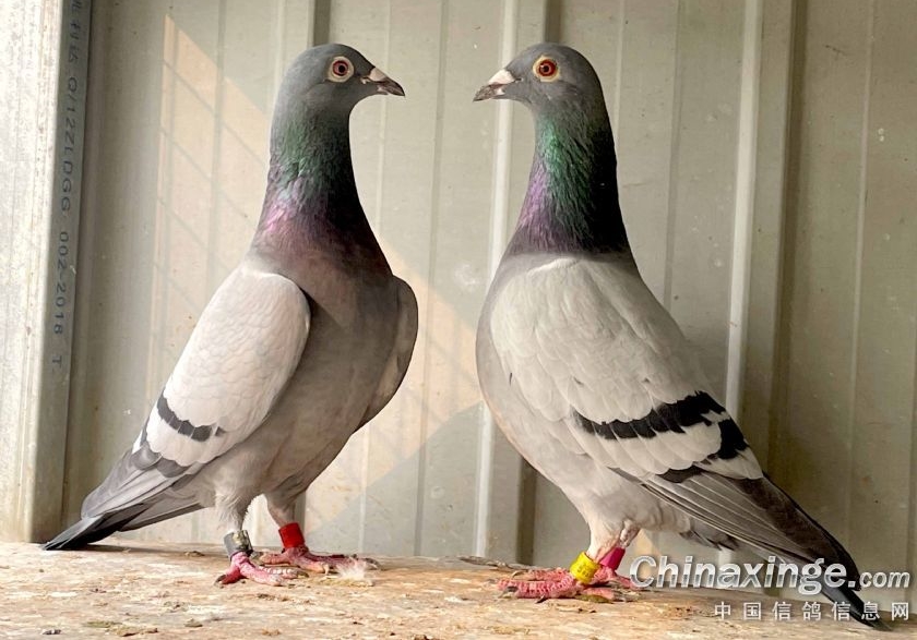 ���ۼ���λ�ò�������