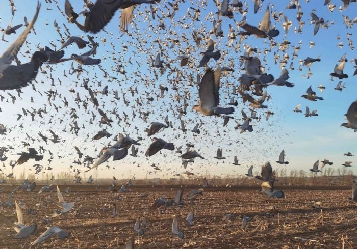 ��������� ��������ɽ�����ɰ�ս������