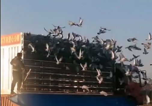 ������������510�����վ�� �ø����