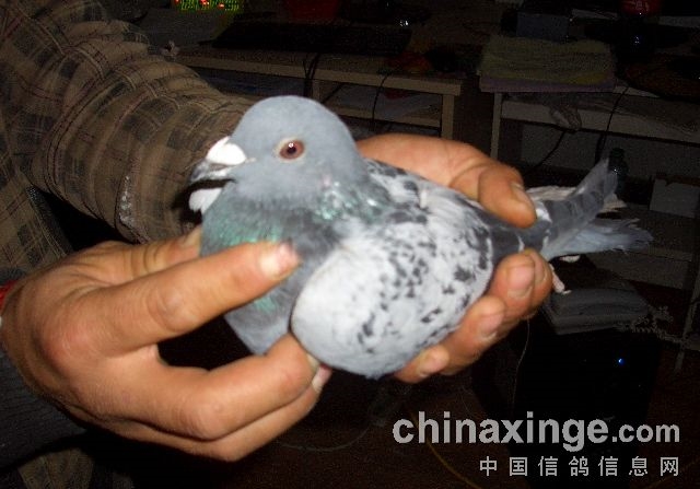 500����鳲�� �ܹǼ�����ƽ��