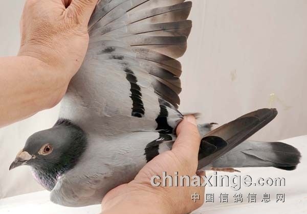 �����ø��� �벻������ѵ��Ҫ��