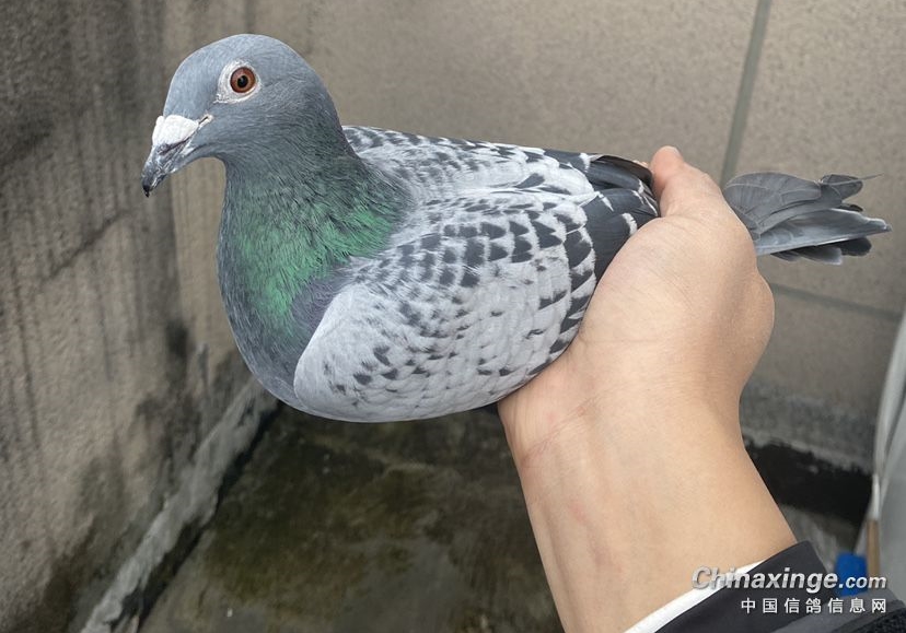 ����ʮ����ȼ������ ������������