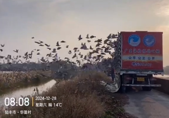 �㶫������һǹ ���贺��70�����ʸ�������