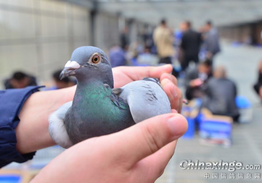 ƽͷ������������9������ھ�ͷ��