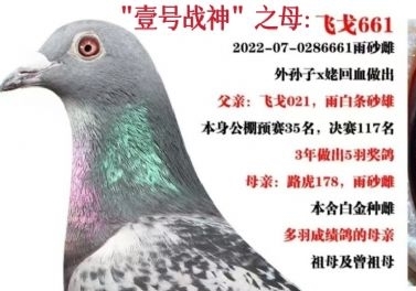 �뾭ժ����������������׻�Ѫ���֣�