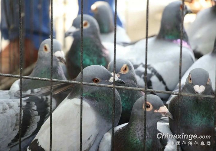 �ø������ ֻ��������