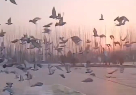 ���������������һ���ﵱ�ս��鳲������